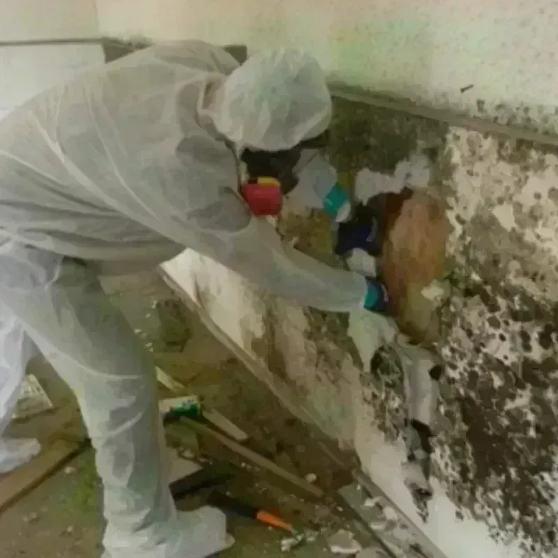 Mold Remediation and Removal in Warm Springs, MT